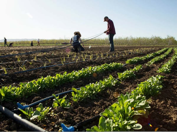Farmers-in-training lay irrigation lines on a farm plot in Yolo County
